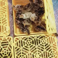 جوجه بوقلمون