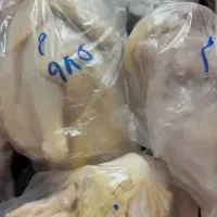 خروس رضوانشهر|حیوانات مزرعه|رضوانشهر, |دیوار