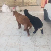 بره نر