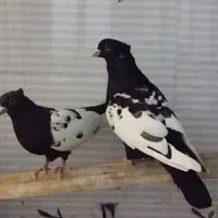 کبوتر رنگی