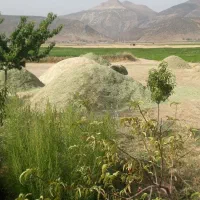 فروش‌کاه‌گندم‌تمیزنرم