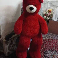 خرس قرمز درحدنو