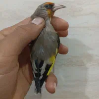 سهره کرمونی نر