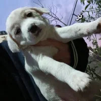 توله سگ رایگان