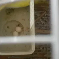 مرغ عشق|پرنده|چهاردانگه (تهران), |دیوار