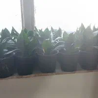 سانسوریا پاکوتاه