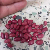 لوبیا