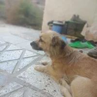 واگذاری سگ نژاد اشپیز|سگ|بجنورد, |دیوار