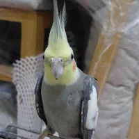 عروس هلندی نر سینامون|پرنده|پارسآباد, |دیوار