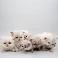 انواع نژاد گربه ها پرشین اسکاتیش بریتیش اسفینکس