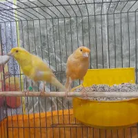 قناری نروماده ۲جفت مست مولود|پرنده|اهر, |دیوار