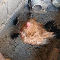 مرغ کرک