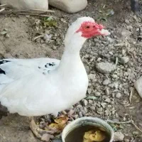 اردک مسکویی (اسراییلی)|حیوانات مزرعه|هلیلان, |دیوار