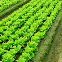 زمین مناسب کشاورزی و باغداری