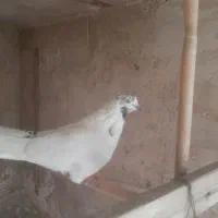 نر کله سیاه|پرنده|قم, اسمعیل آباد|دیوار