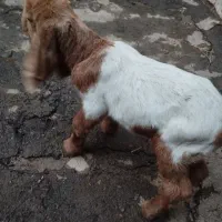 بزغاله نر نژدی|حیوانات مزرعه|بروجرد, |دیوار