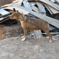 معاوضه پیتبول ماده آماده