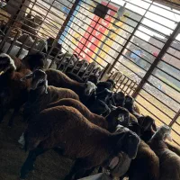 بره چاق و پای پروار ۳۹۵|حیوانات مزرعه|گرگان, |دیوار