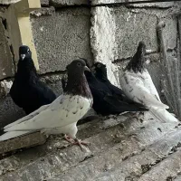 کبوتر|پرنده|بم, |دیوار
