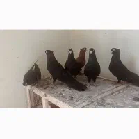 10 عدد صرب سیاه