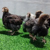 جوجه ۴۵ روزه ویاندوت