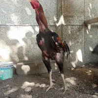 تخم مرغ لاری