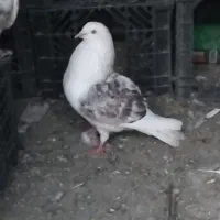 کبوتر|پرنده|کوهدشت, |دیوار