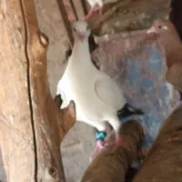 تعدادی کبوتر|پرنده|زرند, |دیوار