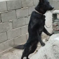 سگ ژرمن بلک ماده