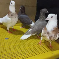 کفتر|پرنده|دزفول, |دیوار