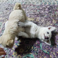 توله سگ پامر میکس اشپیتز