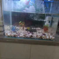 آکواریوم شیشه خم کارخونه