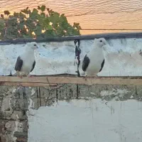 کبوتر جمع