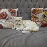 گربه اسکاتیش گلد|گربه|مشهد, حسین‌آباد|دیوار