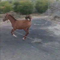 کره مادیان دره شوری|اسب و تجهیزات اسبسواری|جهرم, |دیوار