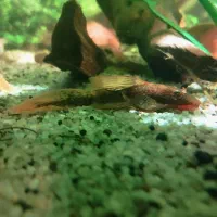 جفت پیش مولد کت رد ماربل سوپر باله|ماهی|مشهد, تربیت (صدف)|دیوار