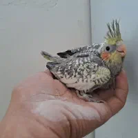 سالن عروس هلندی حیدری|پرنده|شاهرود, |دیوار