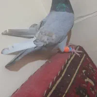 طاووسی طوقی سخریچ|پرنده|اهواز, حصیرآباد|دیوار