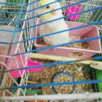 فروش جوجه عروس هلندی 1ماهه کاملا تربیت شده|پرنده|بجنورد, |دیوار