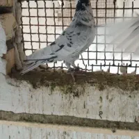 پلاکی نر|پرنده|آران و بیدگل, |دیوار