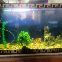 اکواریم با چند عدد ماهی فروشی