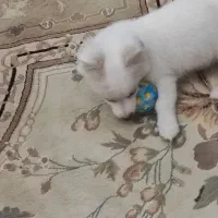 سگ پا کوتا|سگ|ایوانکی, |دیوار