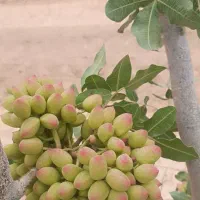 هرس انگور داربستی .پسته .باغ و باغچه|خدمات باغبانی و درختکاری|سبزوار, پاسداران|دیوار