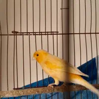 قناری نر مست شلاقی|پرنده|هشتگرد, فاز ۷ مهستان|دیوار