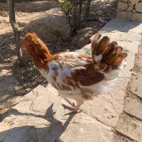 خروس گلین|حیوانات مزرعه|شیراز, شهرک ویلایی بهاران|دیوار