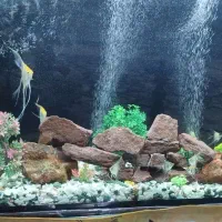 آکواریوم خوشکل پسند|ماهی|شوش, |دیوار