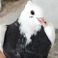 کبوتر طوقی نر