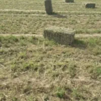 پرس یونجه خشک  چین ۴