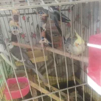 عروس هلندی دوکت نر ماده مولد|پرنده|ماهدشت, |دیوار