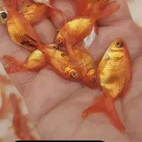 ماهی قرمز . گلدفیش . کوی|ماهی|کیاشهر, |دیوار